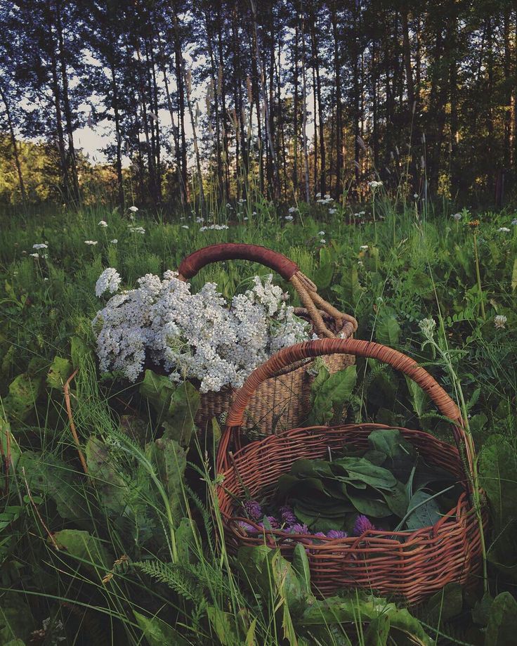 Zomer Dagretreat - Wild & Rooted - 22/06/2025